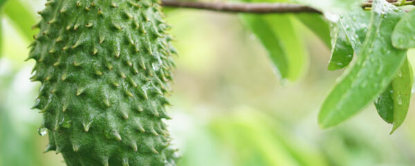 Graviola Corossol