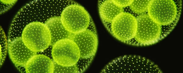 microalgue